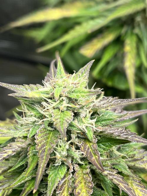 1ere culture de Mars hydro en Auto. Week 9 - Auto Banana Blaze 