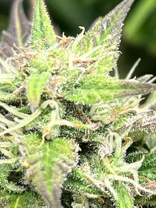 1ere culture de Mars hydro en Auto. Week 9 - Auto Banana Blaze 