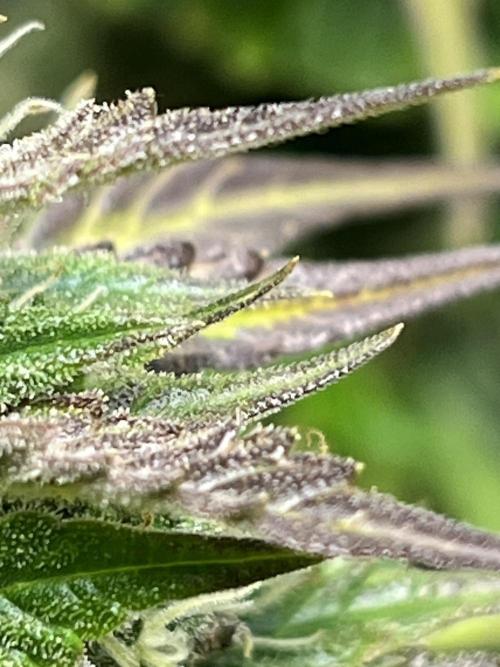 1ere culture de Mars hydro en Auto. Week 9 - Auto Banana Blaze 