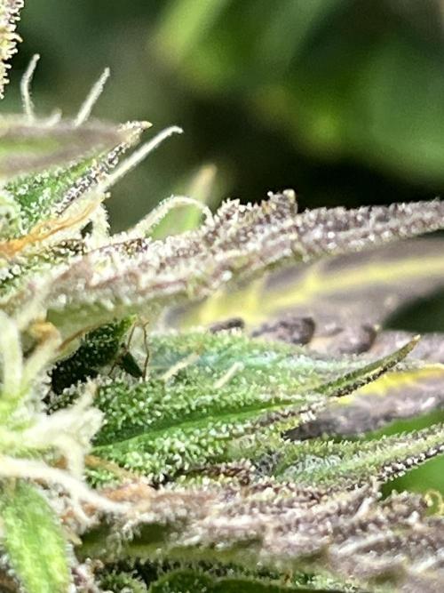 1ere culture de Mars hydro en Auto. Week 9 - Auto Banana Blaze 