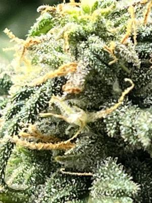 Comment by fredfrte photo #3