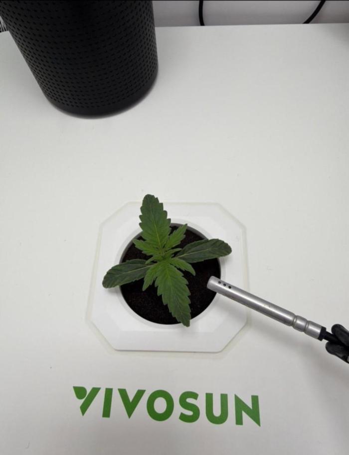 Mint Jelly Auto HSC. Week 1 - About 14 days from seed