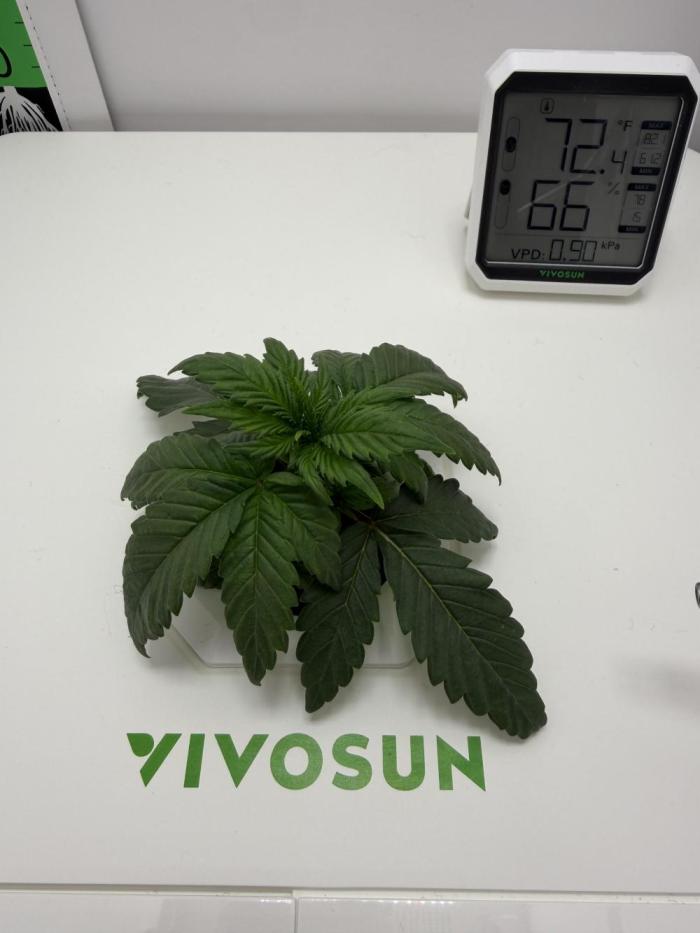 Mint Jelly Auto HSC. Week 2