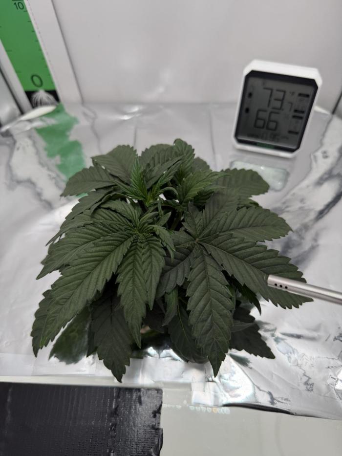 Mint Jelly Auto HSC. Week 3