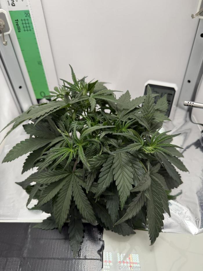 Mint Jelly Auto HSC. Week 4