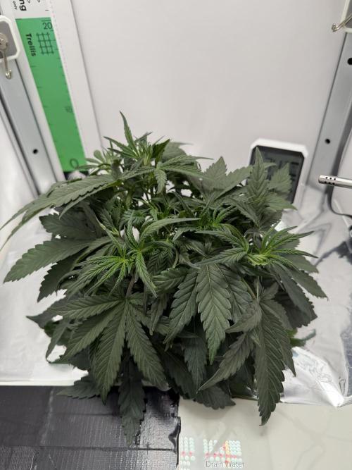 Mint Jelly Autoflower. Week 4