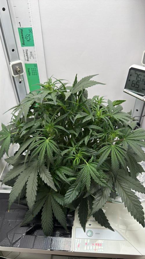 Mint Jelly Autoflower. Week 5