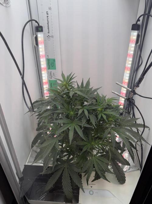 Mint Jelly Auto HSC. Week 6