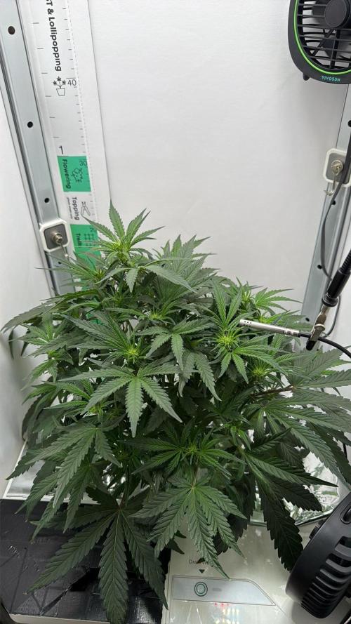 Mint Jelly Autoflower. Week 6