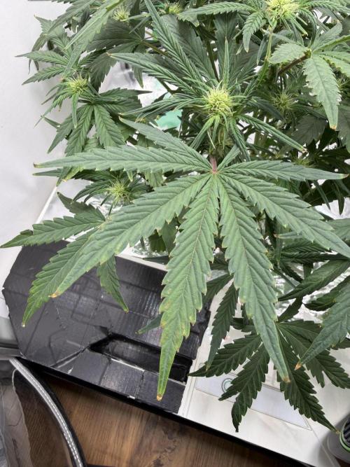 Ganjeeman710