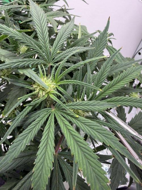 Ganjeeman710