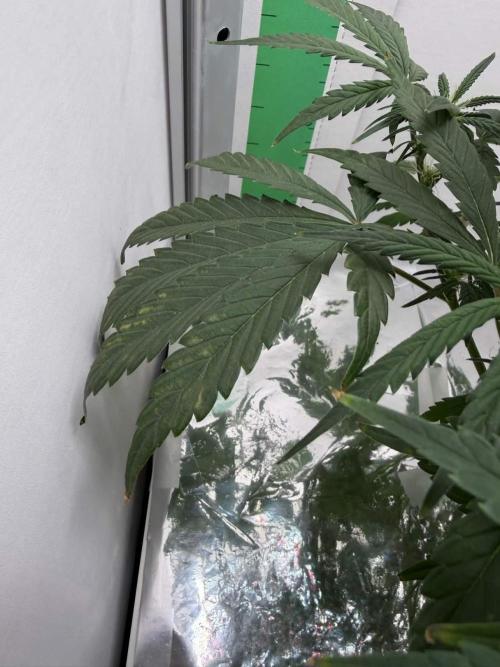 Ganjeeman710
