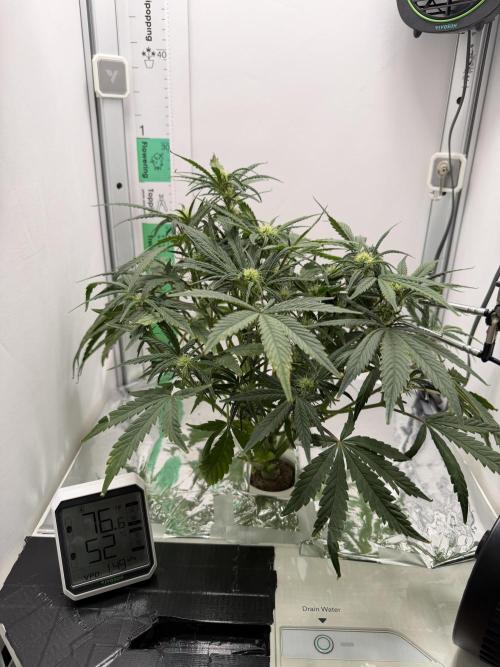 Mint Jelly Auto HSC. Week 7