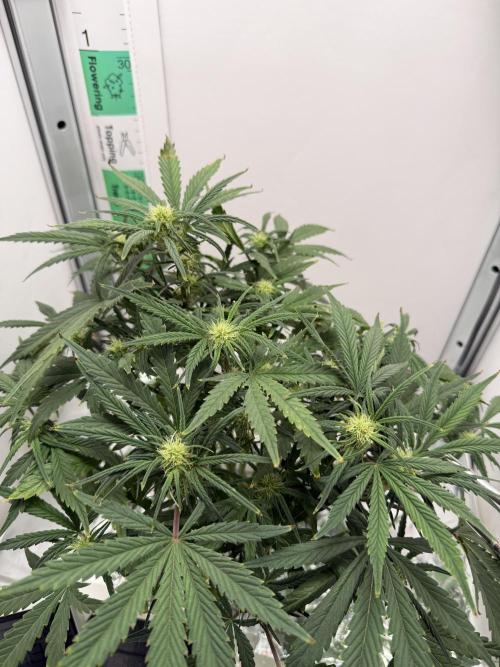 Mint Jelly Auto HSC. Week 7