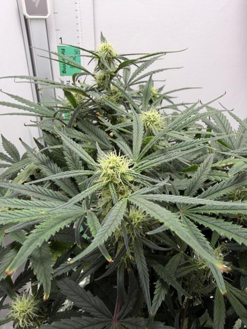 Mint Jelly Auto HSC. Week 8