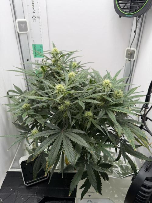 Mint Jelly Auto HSC. Week 8