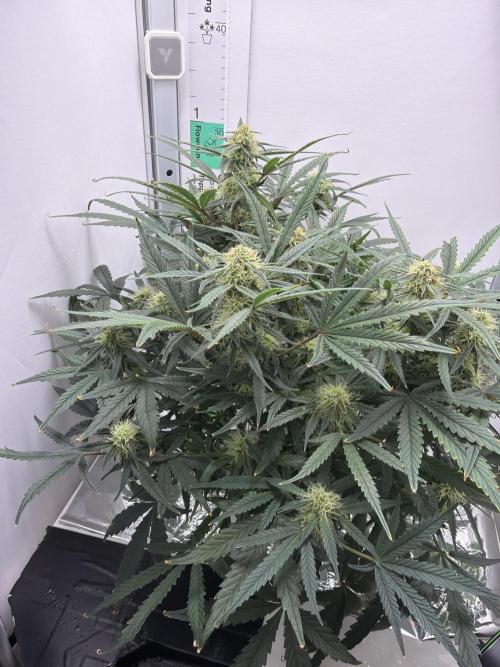 Mint Jelly Auto HSC. Week 9
