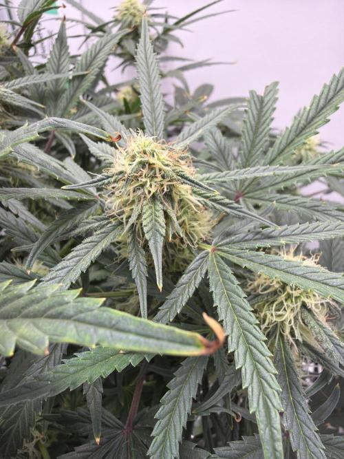 Mint Jelly Auto HSC. Week 9