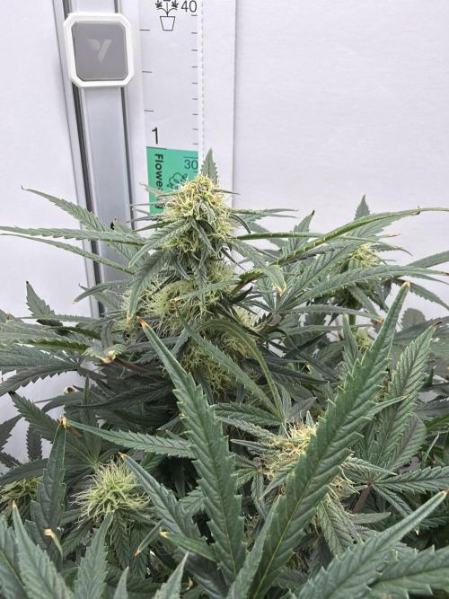 Mint Jelly Auto HSC. Week 9 - Nice main cola
