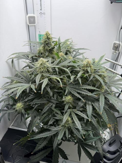 Mint Jelly Auto HSC. Week 10