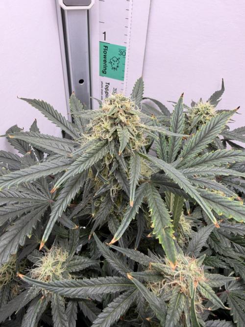 Mint Jelly Auto HSC. Week 10