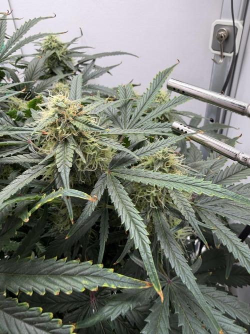 Mint Jelly Auto HSC. Week 10