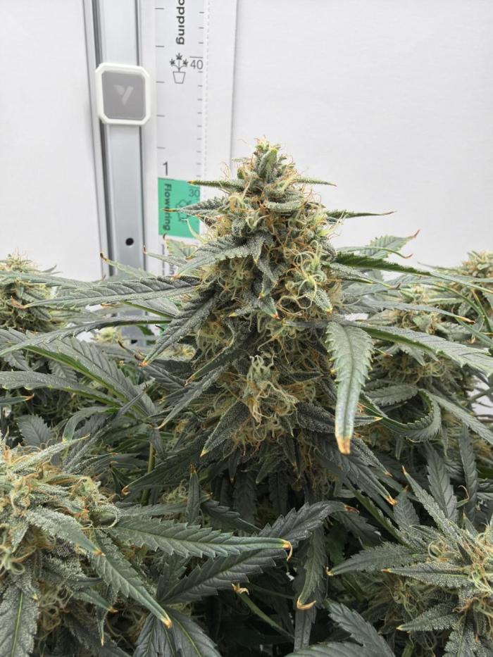 Mint Jelly Auto HSC. Week 11