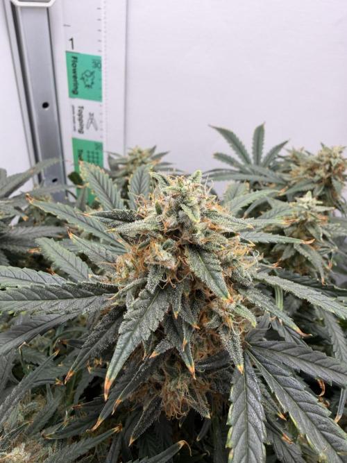 Mint Jelly Auto HSC. Week 12