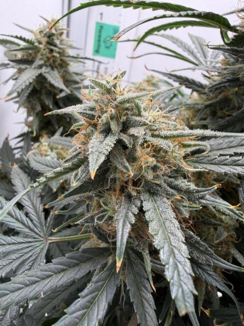 Mint Jelly Auto HSC. Week 12