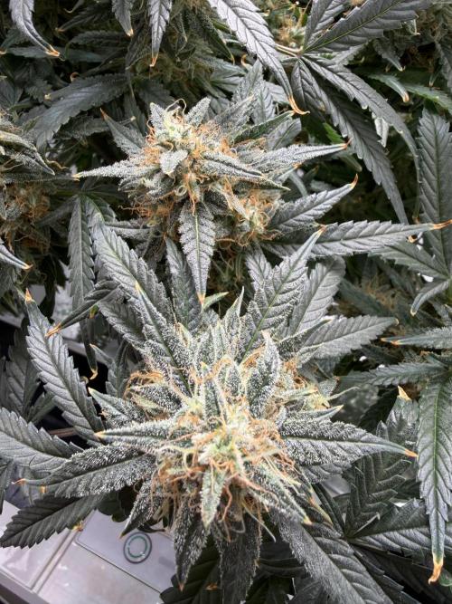 Mint Jelly Auto HSC. Week 12