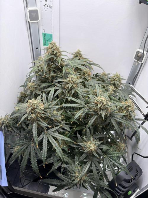 Mint Jelly Auto HSC. Week 13