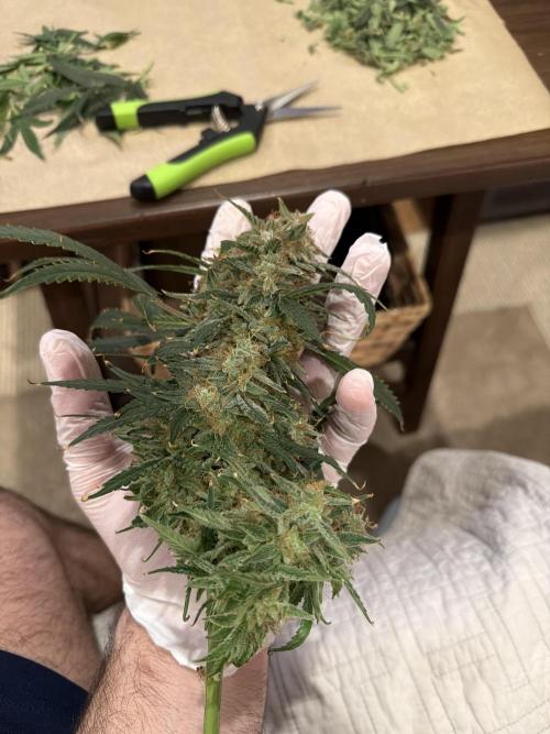 Mint Jelly Auto HSC. Week 13