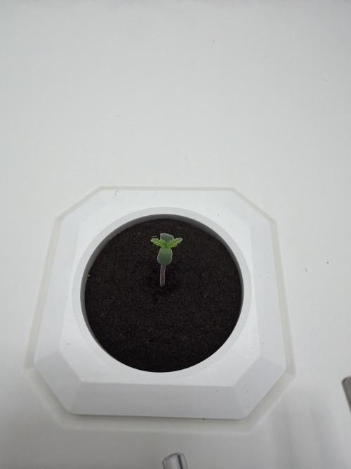 Cheese Auto. Week 0