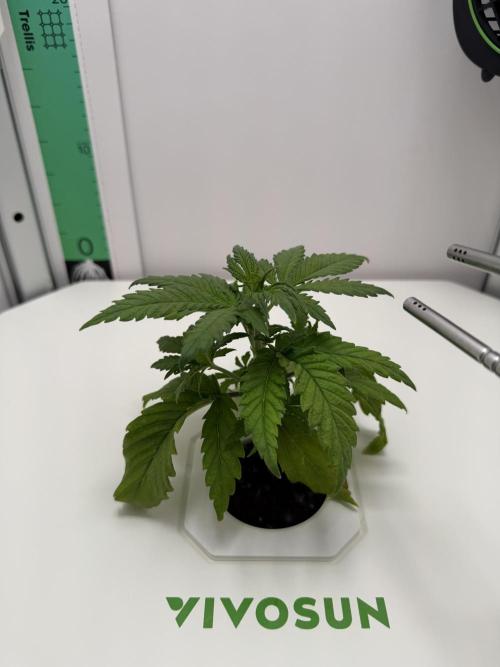 Original Cheese - FB. Week 2