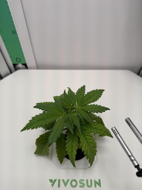 Original Cheese - FB. Week 2