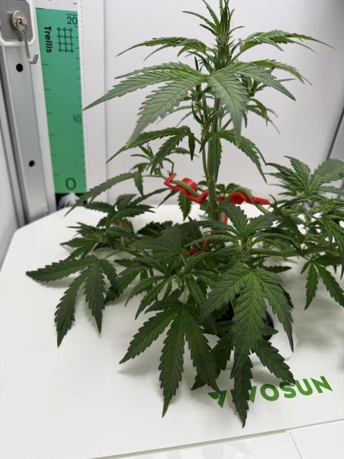 Original Cheese - FB. Week 4