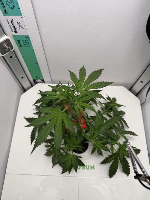 Original Cheese - FB. Week 4
