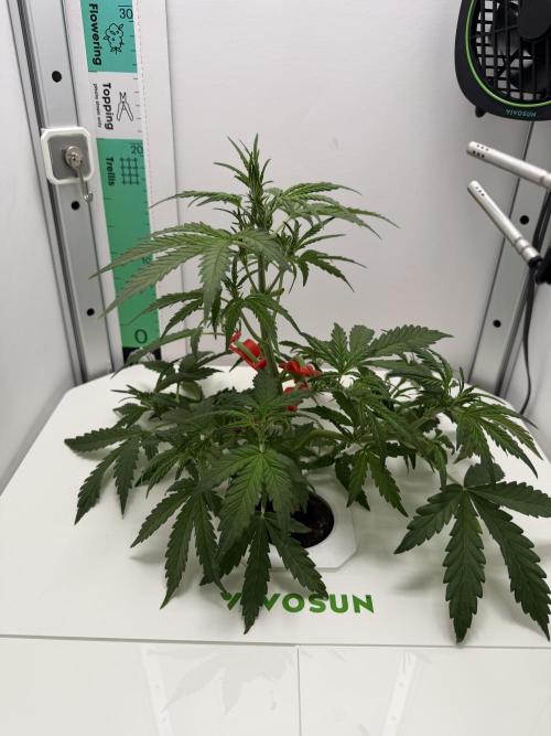 Original Cheese - FB. Week 4