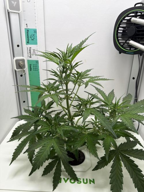 Original Cheese - FB. Week 5