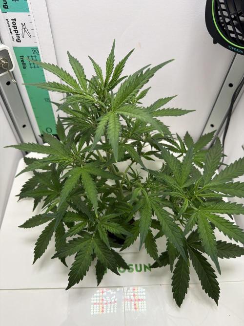 Original Cheese - FB. Week 5