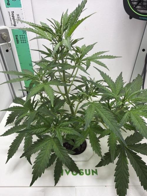 Original Cheese - FB. Week 5