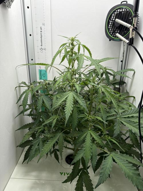 Original Cheese - FB. Week 6