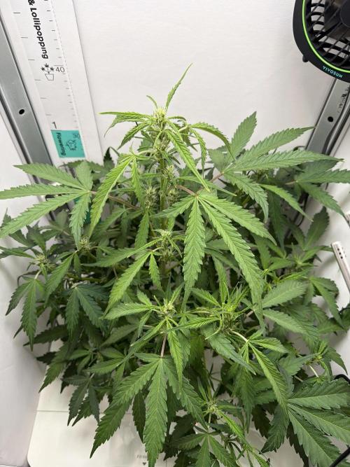 Original Cheese - FB. Week 6