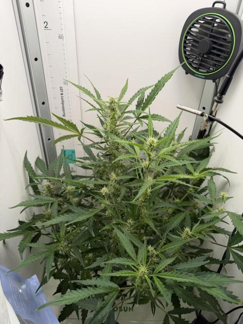 Original Cheese - FB. Week 7