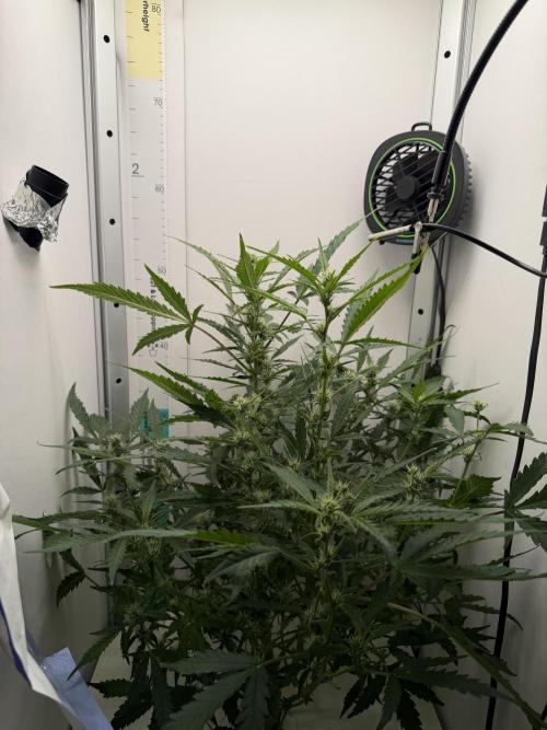 Original Cheese - FB. Week 7