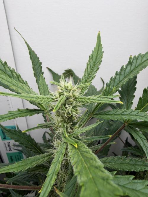 Original Cheese - FB. Week 7