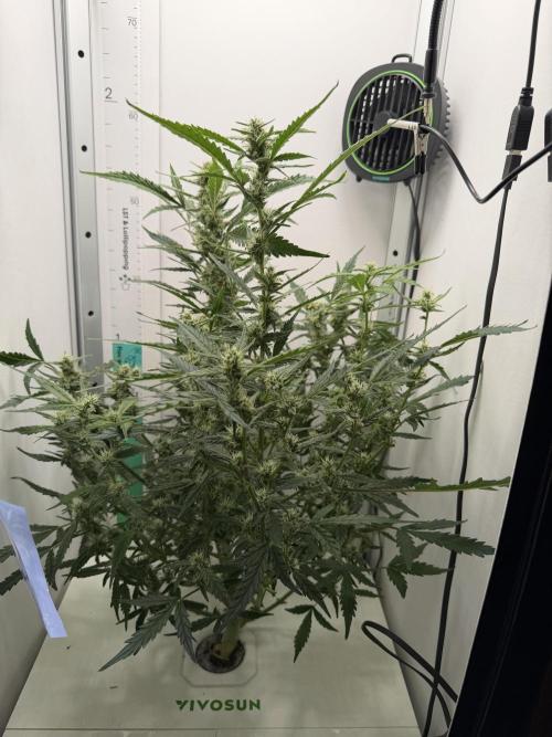 Original Cheese - FB. Week 8