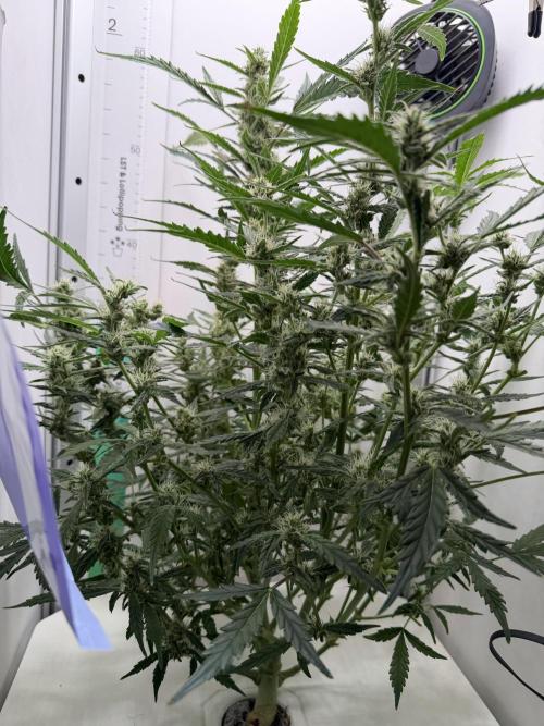 Original Cheese - FB. Week 8