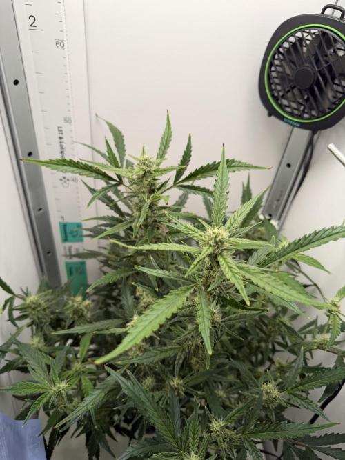 Original Cheese - FB. Week 8