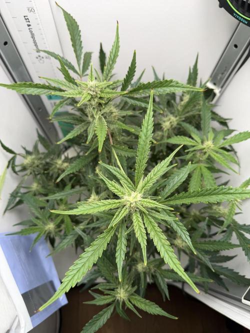 Original Cheese - FB. Week 8
